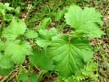 Ribes palczewskii. Верхушка молодого побега. Хабаровский край, г. Комсомольск-на-Амуре, ООПТ \"Кедрово-тисовая роща\", лиственный лес. 24.05.2026.