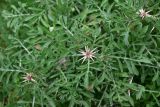 Centaurea iberica. Верхушки побегов с развивающимися соцветиями. Грузия, край Самцхе-Джавахети, Ахалцихский муниципалитет, левый борт р. Цинубанисцкали, 500 м выше по течению от горячего источника Цинубани, большой луг. 9 июня 2026 г.