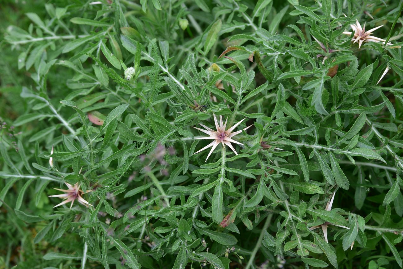 Image of Centaurea iberica specimen.