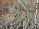Astragalus varius