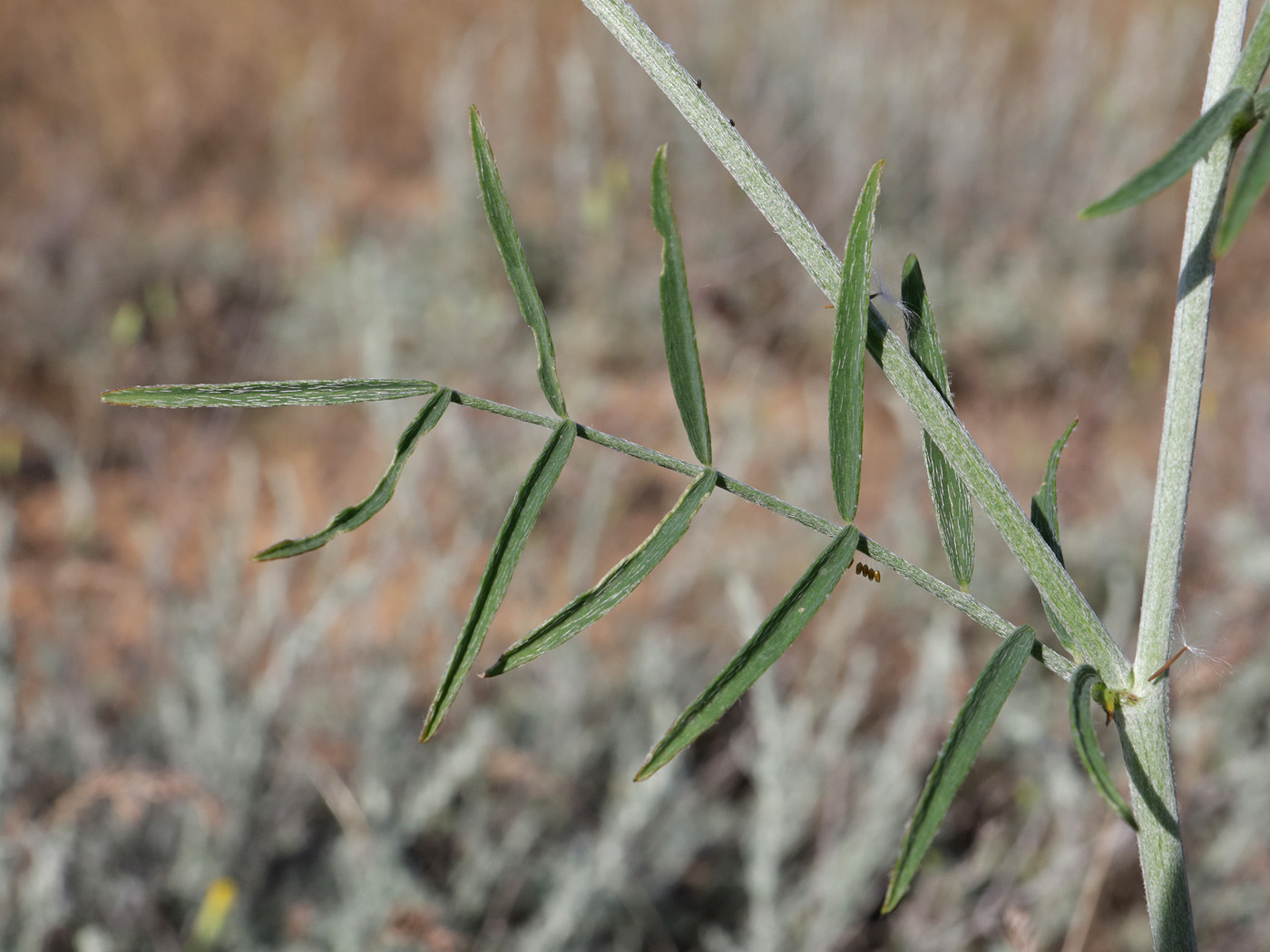 Image of Astragalus varius specimen.