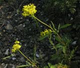Patrinia rupestris. Цветущие растения. Красноярский край, окр. г. Красноярск, Академгородок, щебнистый склон, спускающийся к р. Енисей, степь. 03.08.2026.