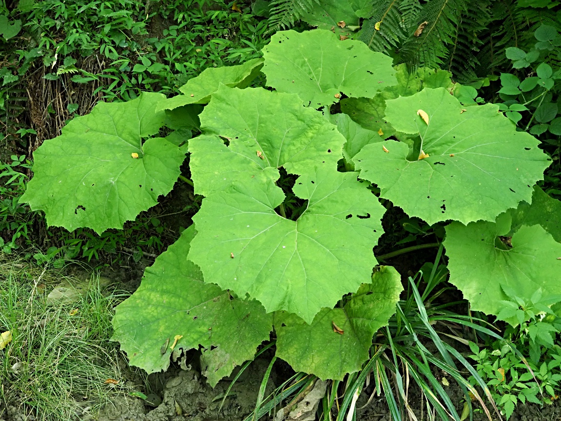 Изображение особи род Petasites.