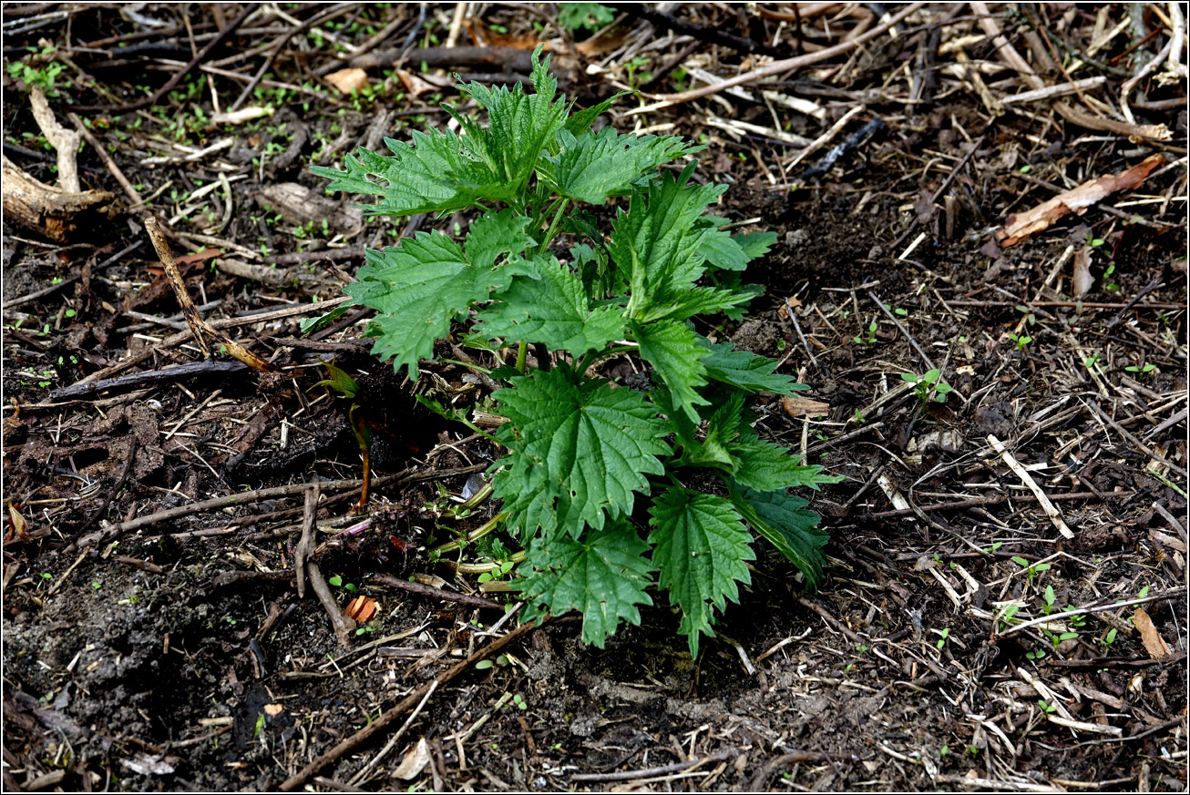 Изображение особи Urtica dioica.