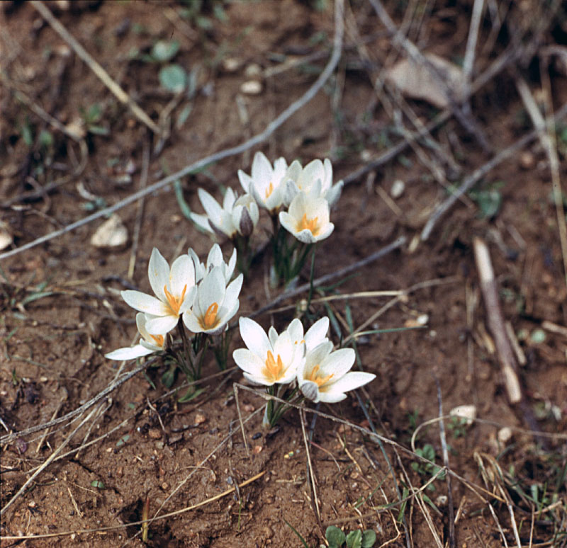 Изображение особи Crocus alatavicus.