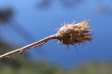 Centaurea × comperiana. Сухое соплодие на верхушке побега. Крым, Севастополь, окр. Балаклавы, ур. Инжир, сосновый лес. 05.09.2026.
