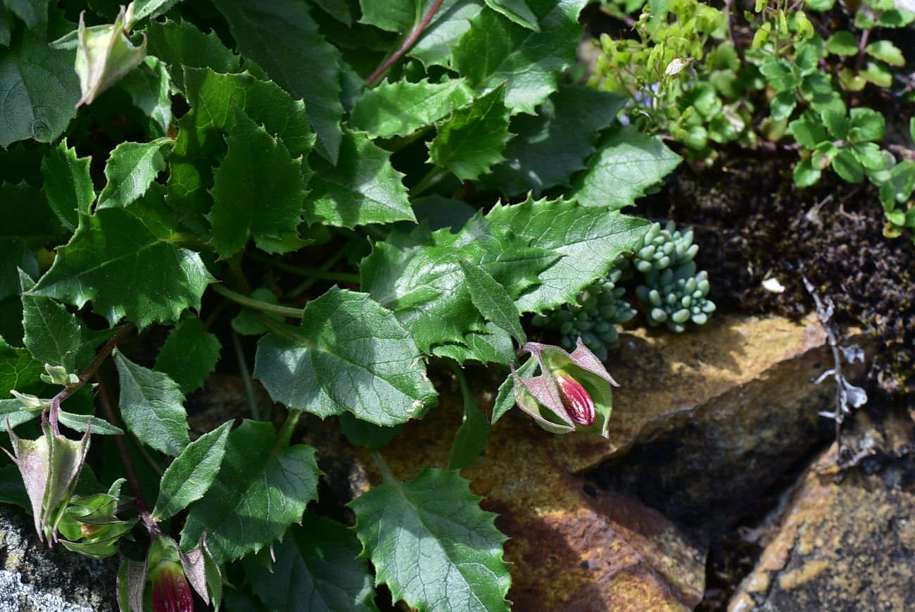 Image of genus Campanula specimen.
