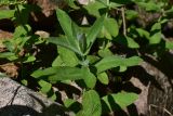 View full-size image unknown species
