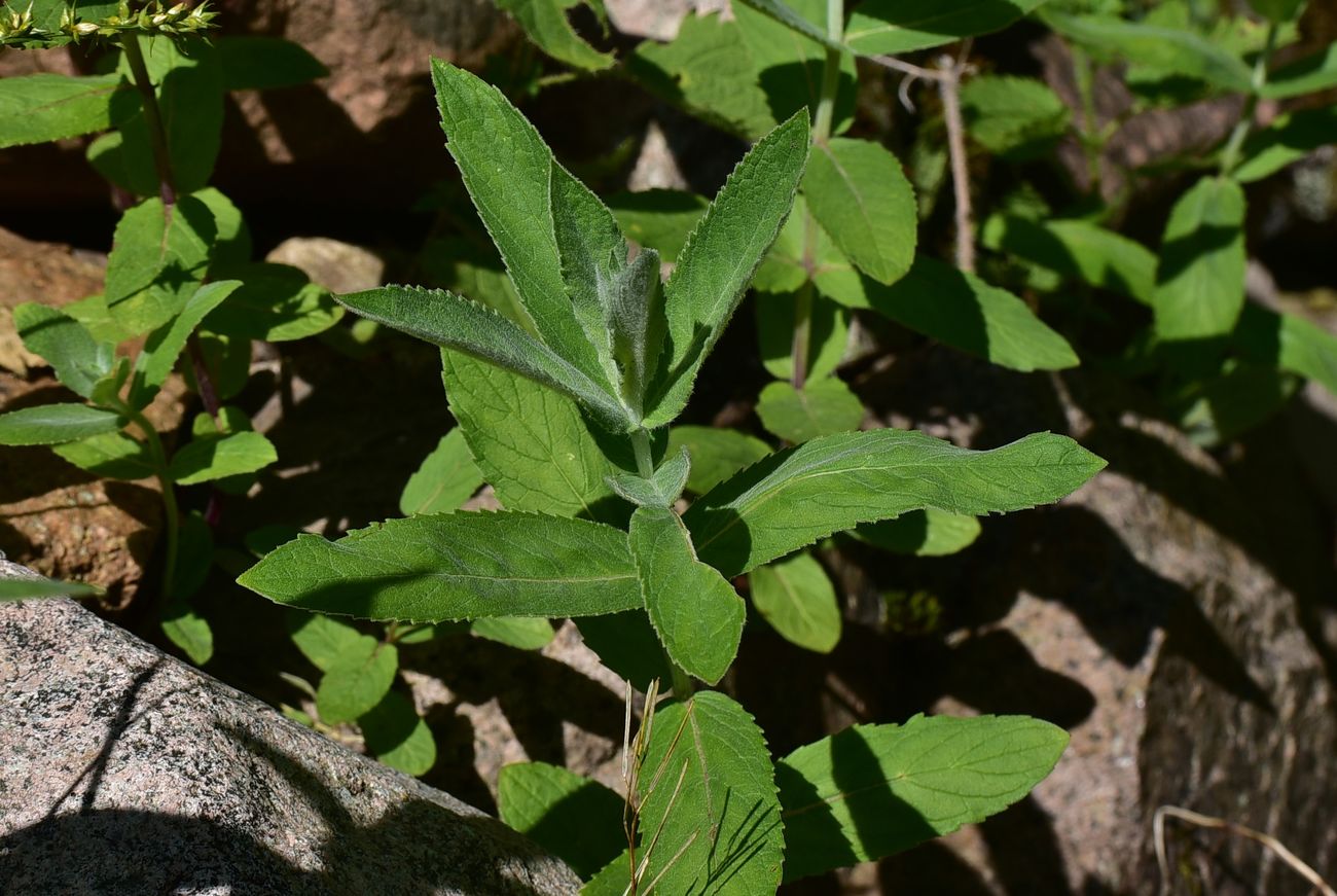 Image of Mentha longifolia specimen.