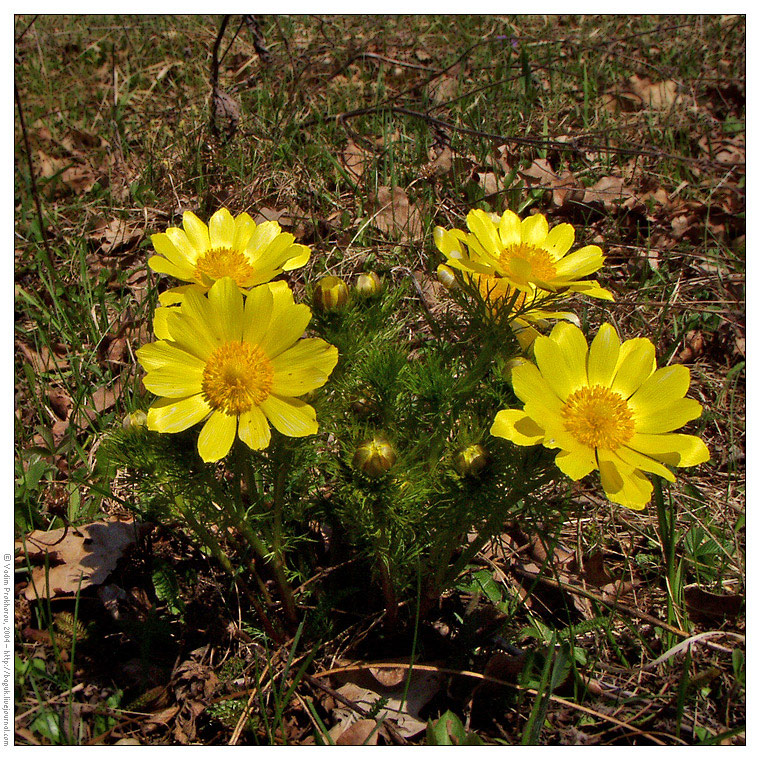 Изображение особи Adonis vernalis.