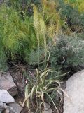 Eremurus altaicus