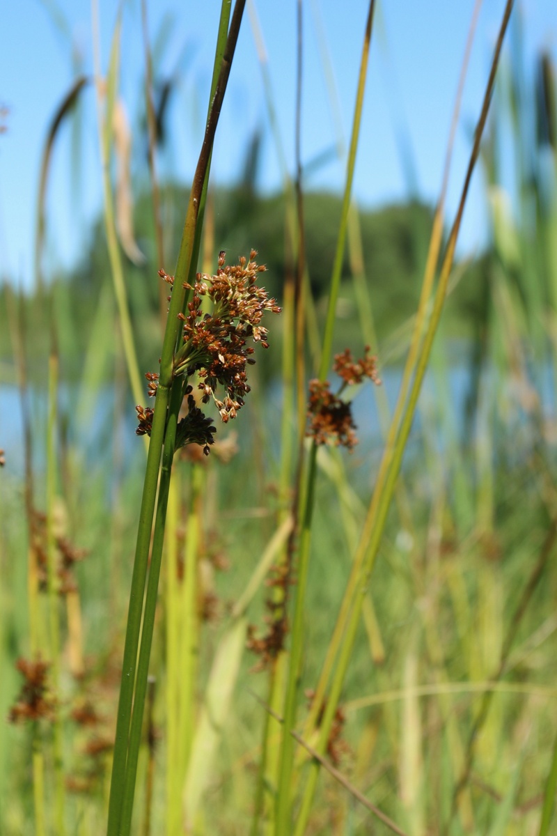 Изображение особи Juncus effusus.