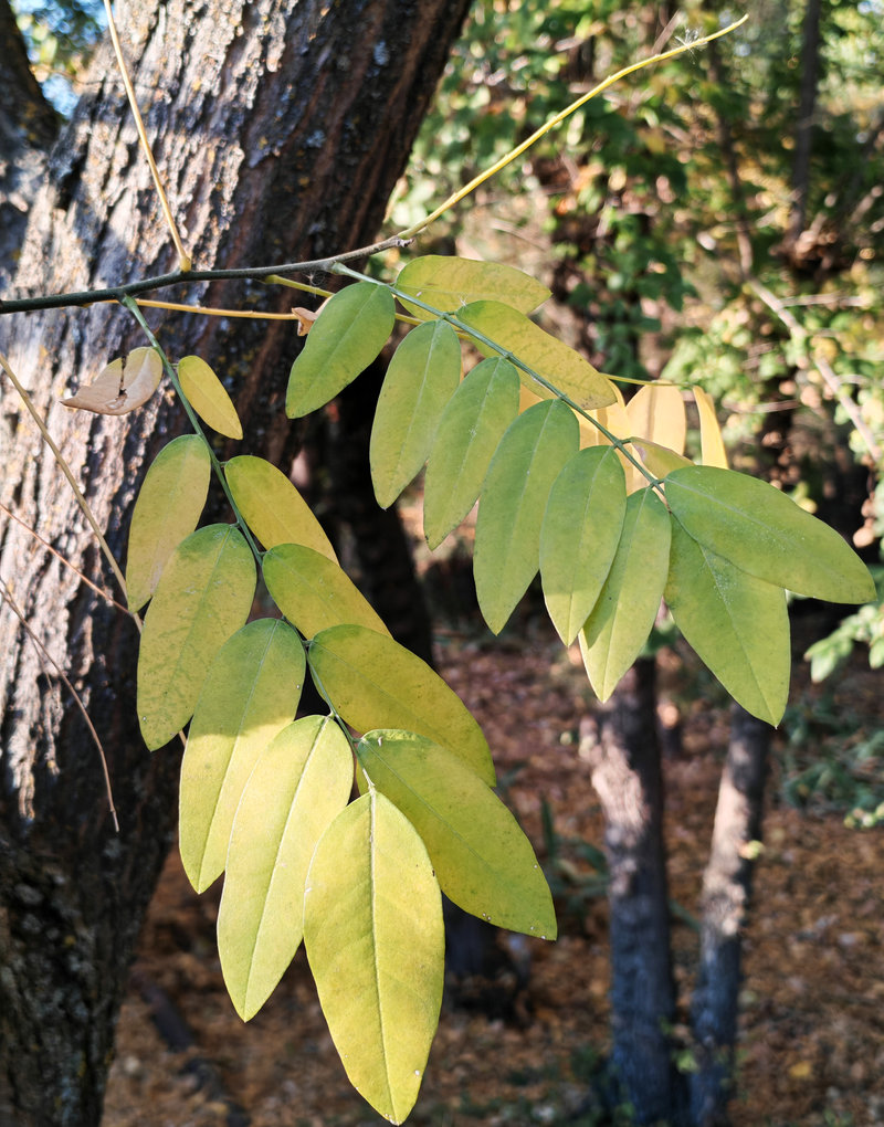 Изображение особи Styphnolobium japonicum.