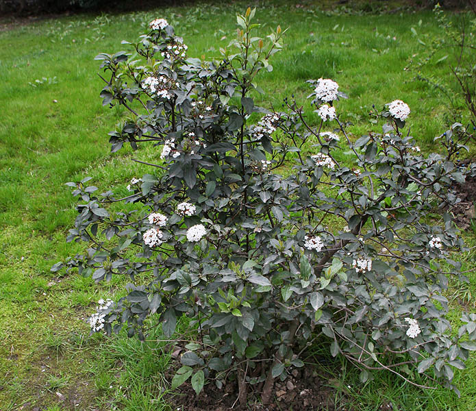 Изображение особи Viburnum tinus.