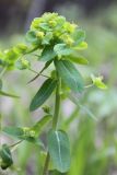 Euphorbia jenisseiensis