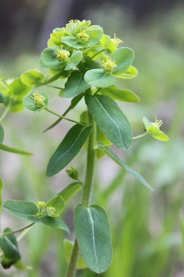 Image of Euphorbia jenisseiensis specimen.