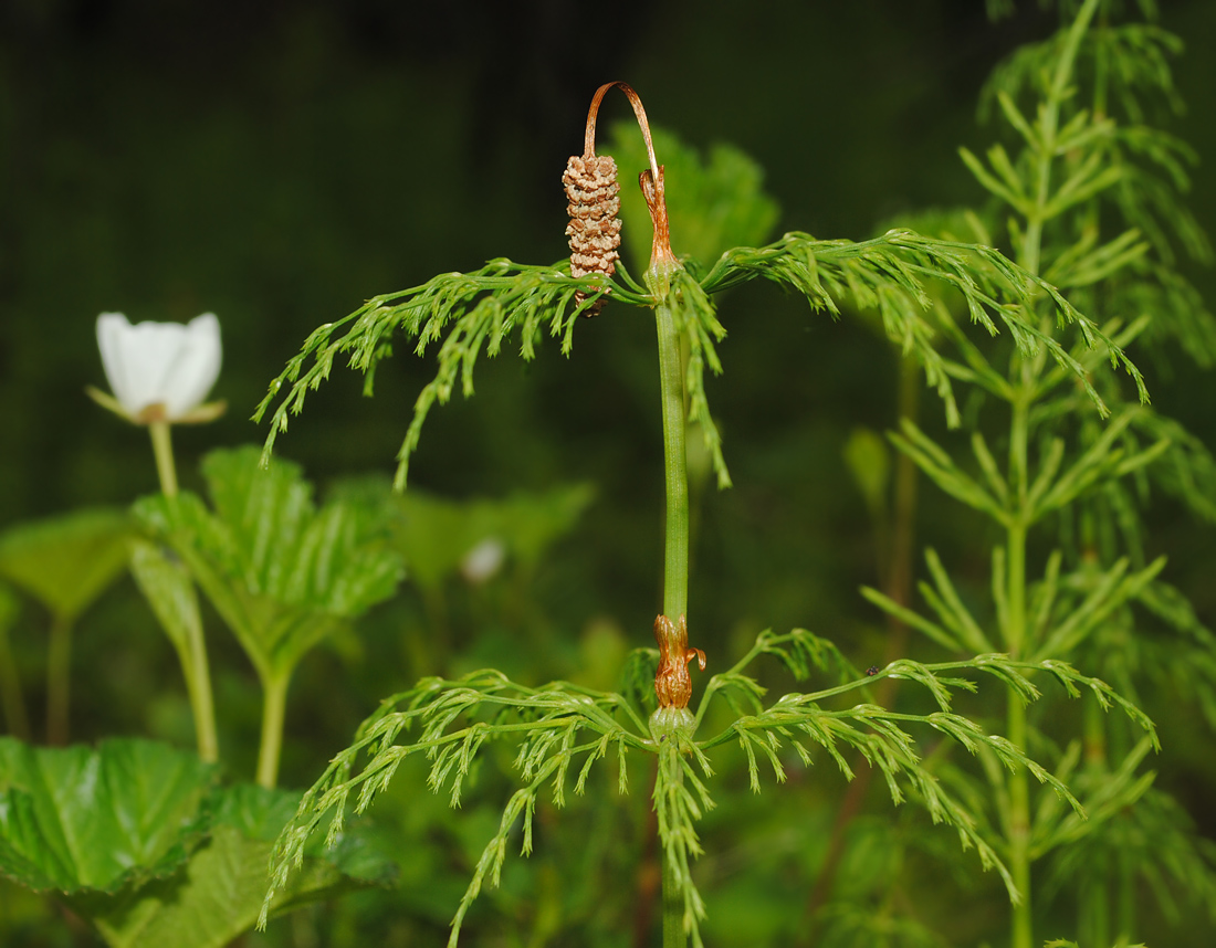 Изображение особи Equisetum sylvaticum.