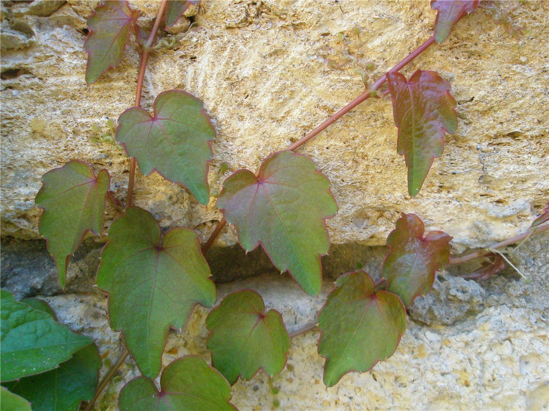 Image of Parthenocissus tricuspidata specimen.