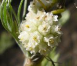 Cuscuta approximata