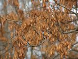 Fraxinus pennsylvanica