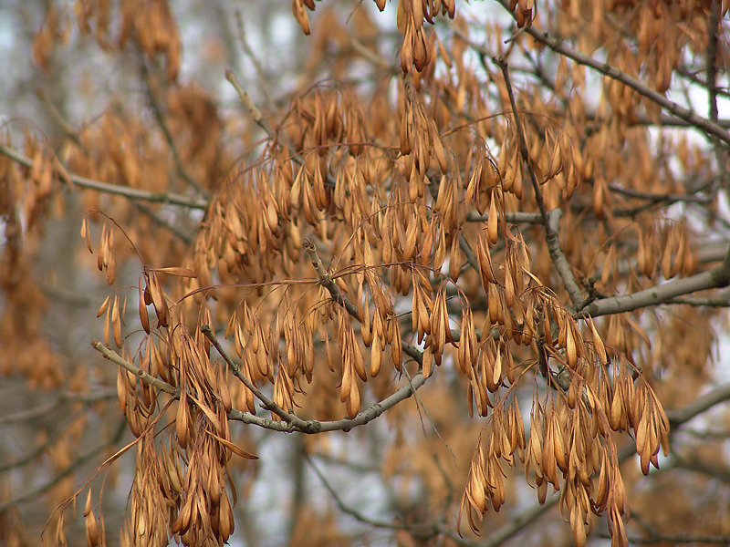 Image of Fraxinus pennsylvanica specimen.