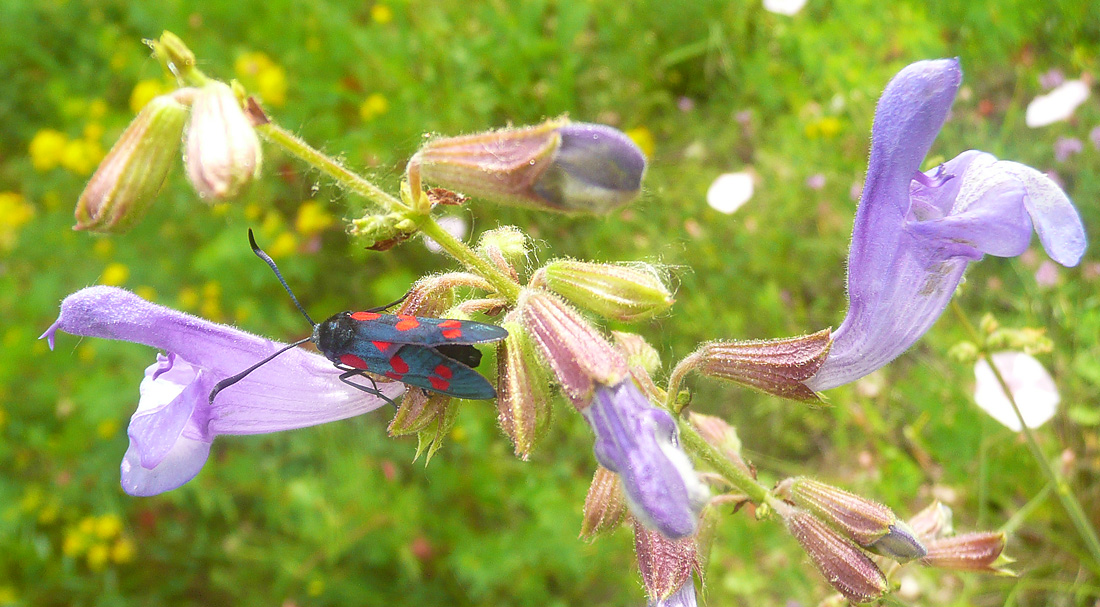 Image of Salvia ringens specimen.