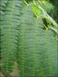 Albizia julibrissin