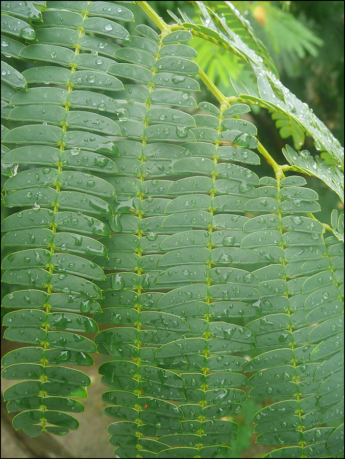 Изображение особи Albizia julibrissin.