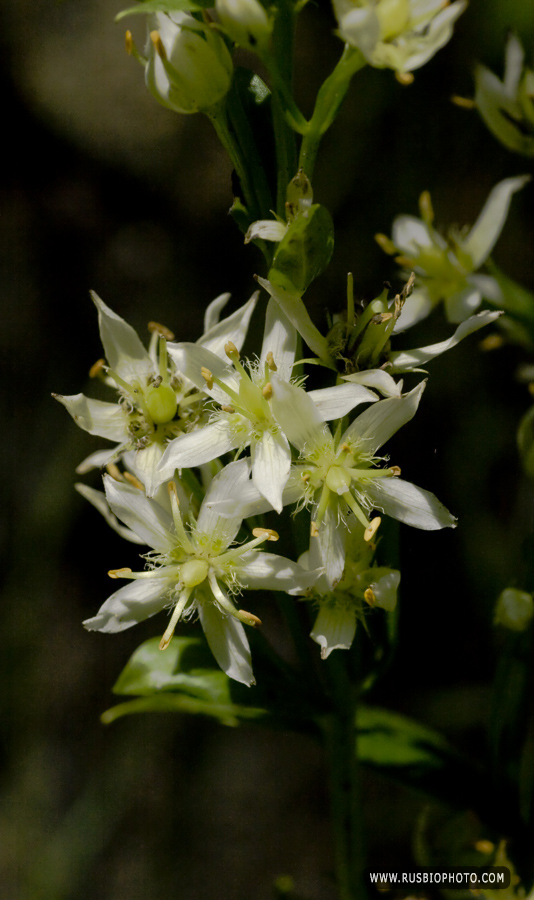 Image of Swertia iberica specimen.