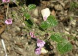 Clinopodium nepeta. Побег с цветками. Черноморское побережье Кавказа, щель Прасковеевская, русло реки Джанхот. 24.08.2011.