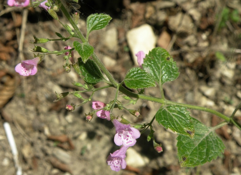 Изображение особи Clinopodium nepeta.