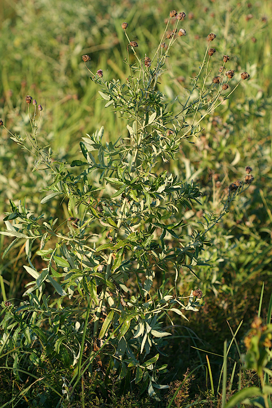 Изображение особи Cirsium incanum.