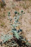Echinops leucographus. Растение с соцветиями. Узбекистан, Бухарская обл., окрестности г. Караулбазар. 14.05.2009.