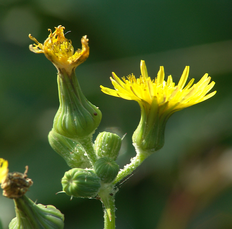 Изображение особи Sonchus oleraceus.