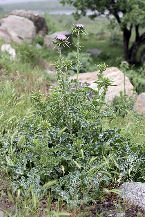 Image of Silybum marianum specimen.