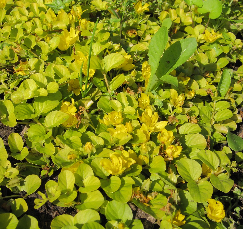 Изображение особи Lysimachia nummularia.