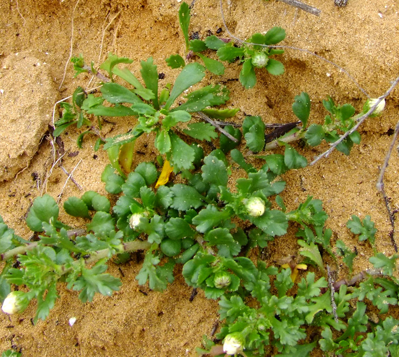 Изображение особи Anthemis leucanthemifolia.