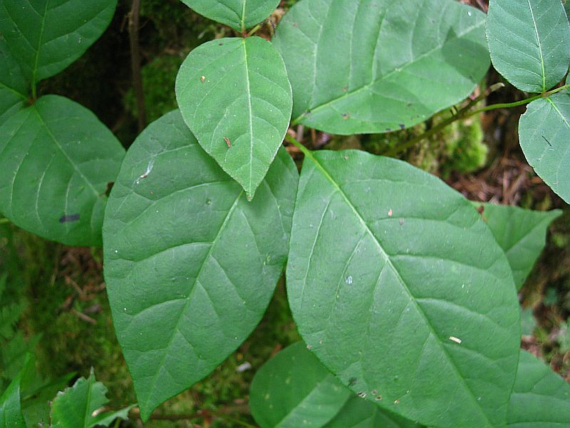 Image of Toxicodendron orientale specimen.