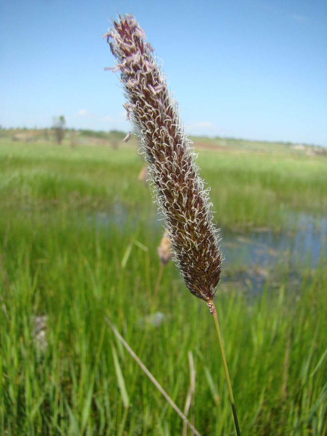 Image of Alopecurus arundinaceus specimen.