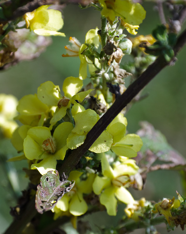 Image of Verbascum lychnitis specimen.