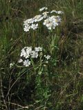 View gallery of subtaxa Image of specimen