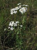 Achillea ptarmica. Цветущие растения. Нидерланды, провинция Drenthe, национальный парк Drentsche Aa, заказник Eexterveld, влажный луг. 14 июля 2008 г.