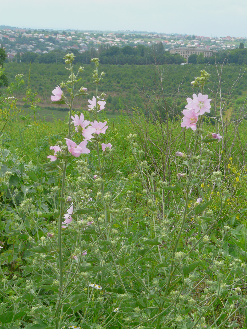 Image of Malva thuringiaca specimen.