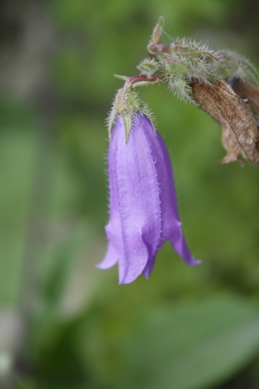 Image of Campanula praealta specimen.