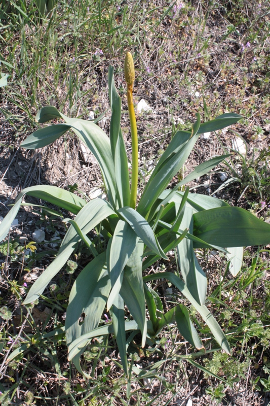 Изображение особи Eremurus spectabilis.