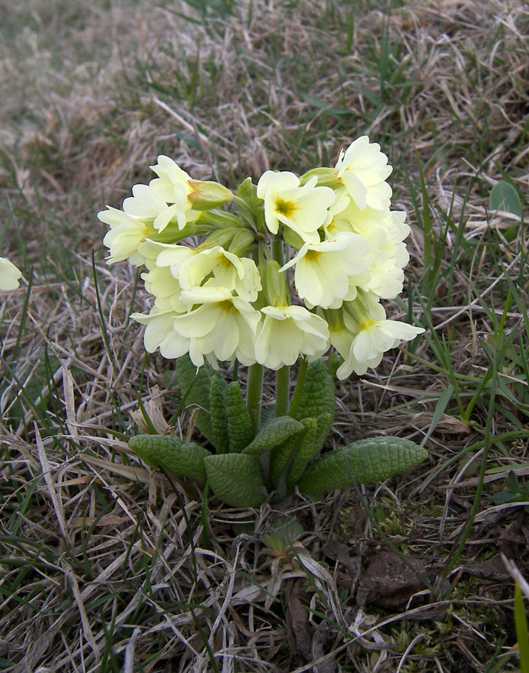 Image of Primula ruprechtii specimen.