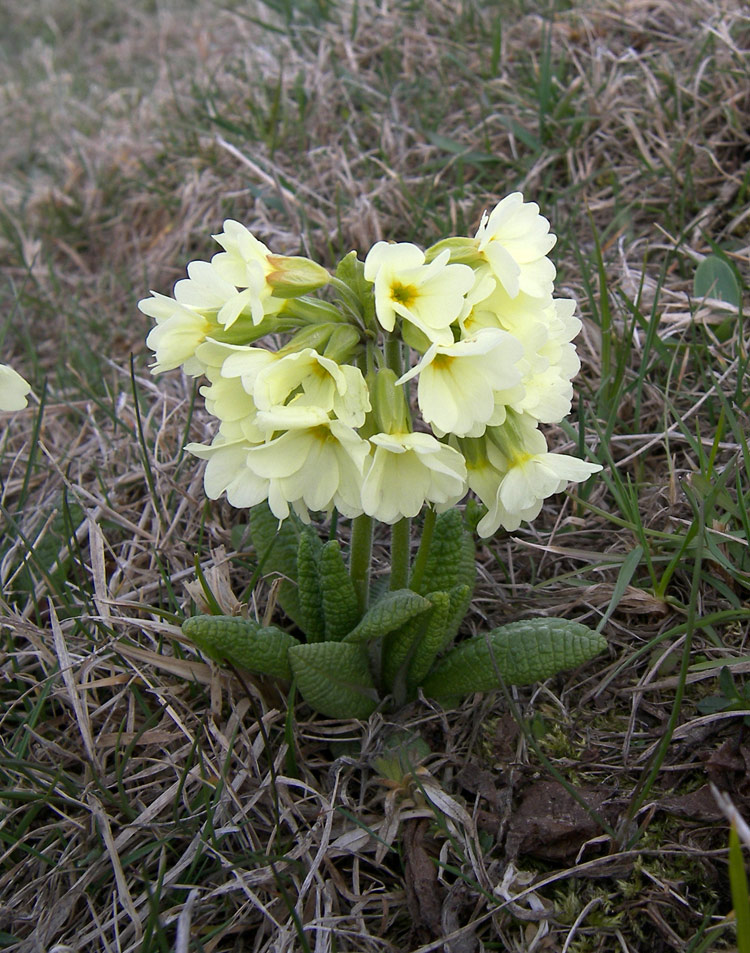 Изображение особи Primula ruprechtii.