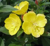 Oenothera pilosella. Цветки. Московская обл., Раменский р-н, окр. дер. Хрипань, дачный участок. 24.06.2001.