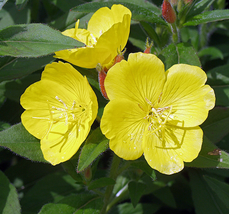 Изображение особи Oenothera pilosella.