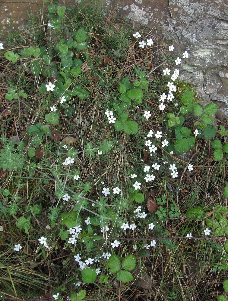 Изображение особи Arenaria intricata.